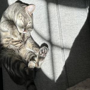 Image of Sweetpea, Lost Cat