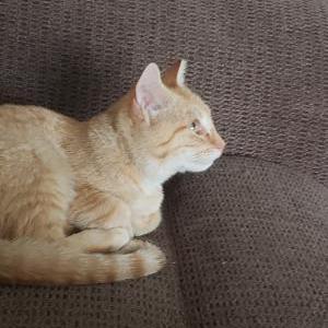 Image of loki, Lost Cat