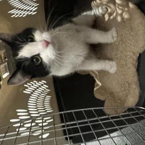 Image of Unknown, Found Cat