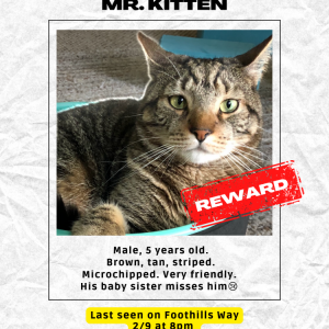 Lost Cat Mr. Kitten