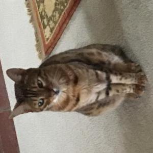 Lost Cat Sheba