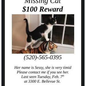 Image of Sessy, Lost Cat