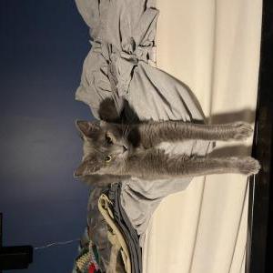 Image of Bellatrix, Lost Cat