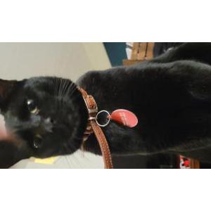 Image of Nyx, Lost Cat