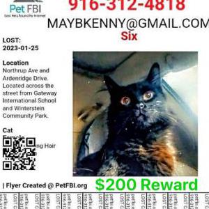 Lost Cat Six