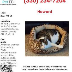 Lost Cat Howard