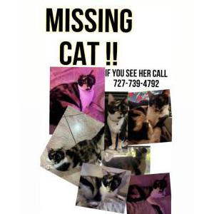 Lost Cat Patches