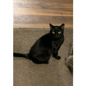 Lost Cat Jett