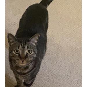 Lost Cat Charlie