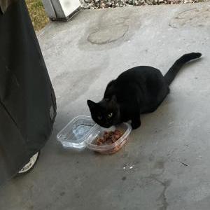 Image of UNKNOWN, Found Cat