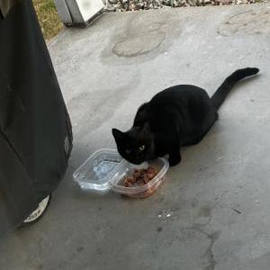 Found Cat UNKNOWN