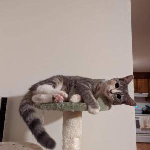 Image of Bowie, Lost Cat