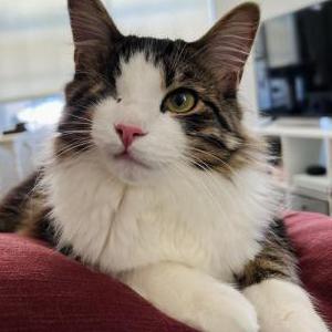 Image of Ollie/Kitty, Lost Cat