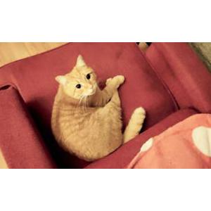 Image of Ringo, Lost Cat