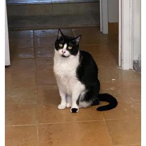 Lost Cat Dolly