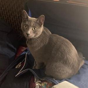 Lost Cat Miles