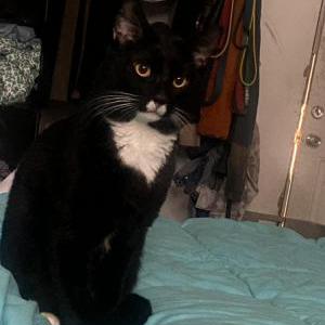 Lost Cat Fregley