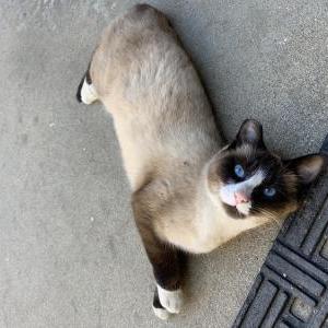 Lost Cat Luna