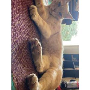 Image of Louie, Lost Cat