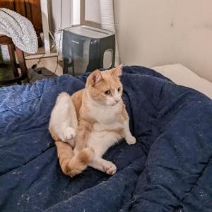 Image of Carmen, Lost Cat