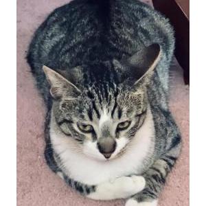 Lost Cat Mushu Pork