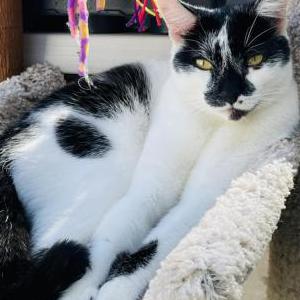Image of Raider, Lost Cat