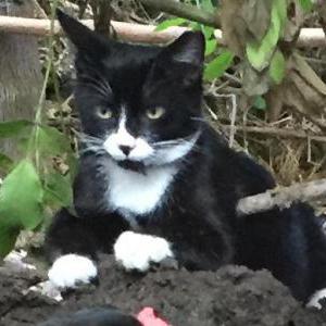 Image of Bitty, Lost Cat