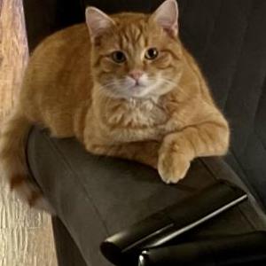 Lost Cat CheddarBo