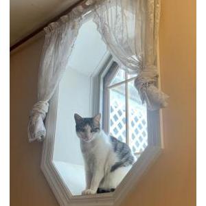 Image of Georgie, Lost Cat