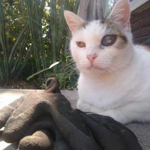 Lost Cat Coco