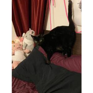 Lost Cat Onyx