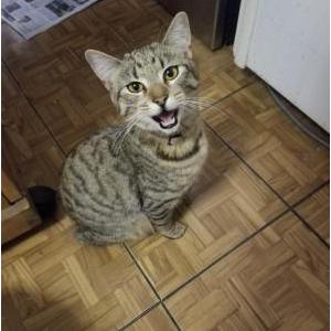 Image of Kuromi, Lost Cat