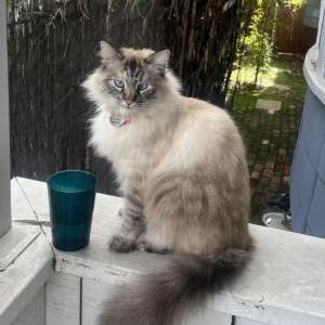 Lost Cat Duchess