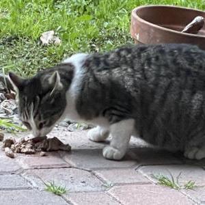 Found Cat Unknown
