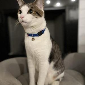 Image of Max, Lost Cat