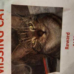 Lost Cat Cleo