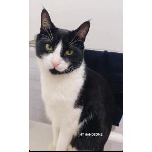 Image of Zen, Lost Cat