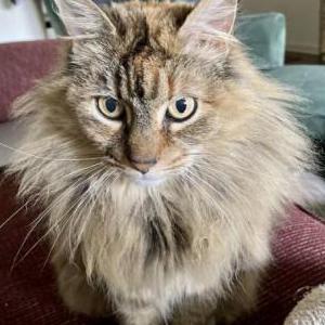 Image of Vera, Lost Cat