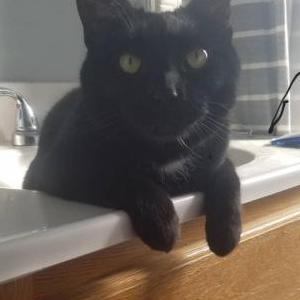 Lost Cat Toothless