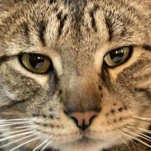 Image of G.G., Lost Cat