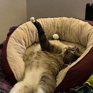 Image of Frankie, Lost Cat