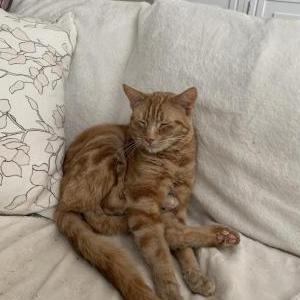 Image of Henry, Lost Cat