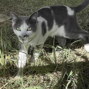 Lost Cat Juni