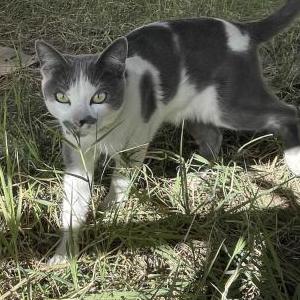 Lost Cat Juni