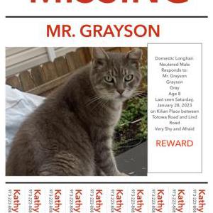 Lost Cat Mr. Grayson