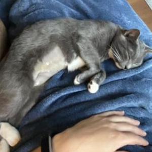 Image of Wendi, Lost Cat