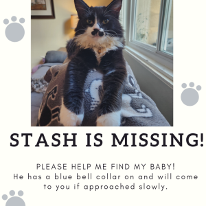 Lost Cat Stash