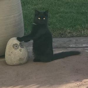 Lost Cat Blackie