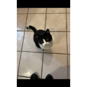 Image of Cuz Ibarra, Lost Cat