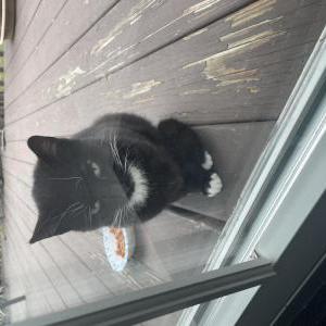 Found Cat unknown